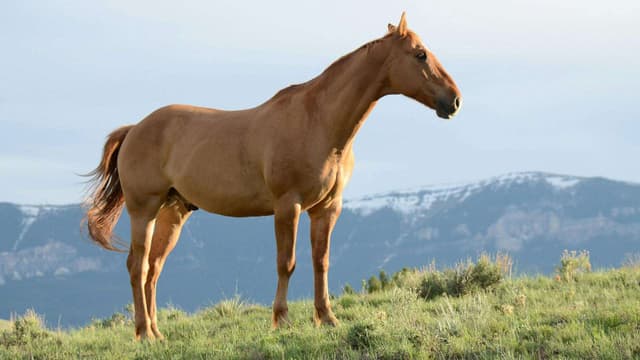 Arabian black horse 2 year old